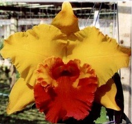 Cattleya Orchids Plants CMB1117