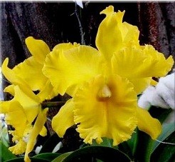 Cattleya Orchids Plants CMB1118