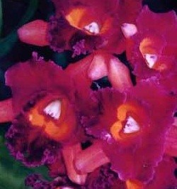Cattleya Orchids Plants CMB1119