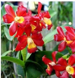 Cattleya Orchids Plants CMB1120