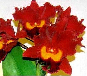 Cattleya Orchids Plants CMB1121