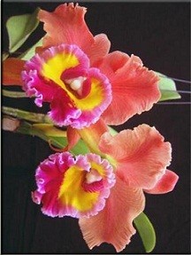 Cattleya Orchids Plants CMB1122