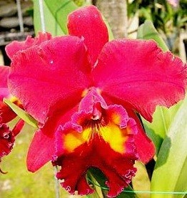 Cattleya Orchids Plants CMB1123