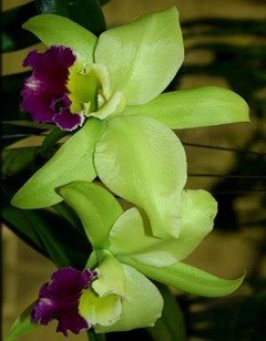 Cattleya Orchids Plants CMB1124