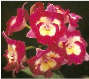 Cattleya Orchids Plants CMB1125