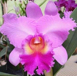 Cattleya Orchids Plants CMB1127