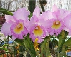 Cattleya Orchids Plants CMB1130