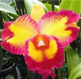 Cattleya Orchids Plants CMB1131