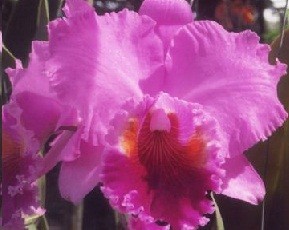 Cattleya Orchids Plants CMB1132