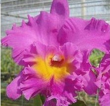 Cattleya Orchids Plants CMB1133