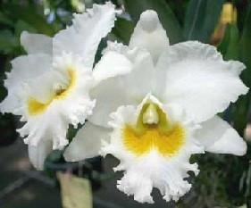 Cattleya Orchids Plants CMB1135