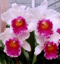 Cattleya Orchids Plants CMB1136