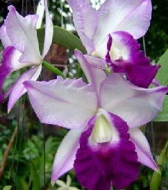 Cattleya Orchids Plants CMB1137