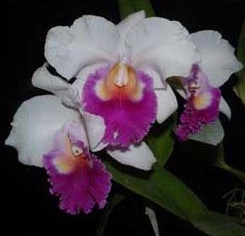 Cattleya Orchids Plants CMB1138