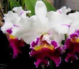 Cattleya Orchids Plants CMB1140