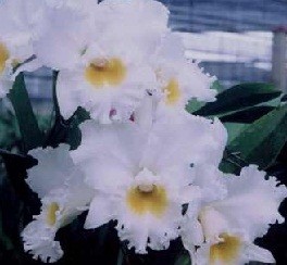 Cattleya Orchids Plants CMB1141
