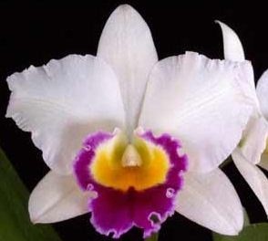Cattleya Orchids Plants CMB1142