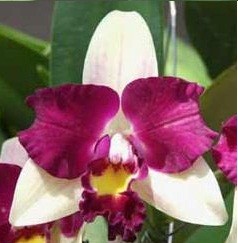 Cattleya Orchids Plants CMB1143