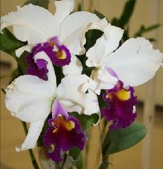 Cattleya Orchids Plants CMB1144