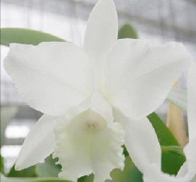 Cattleya Orchids Plants CMB1145