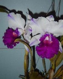 Cattleya Orchids Plants CMB1146
