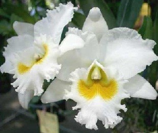 Cattleya Orchids Plants CMB1147