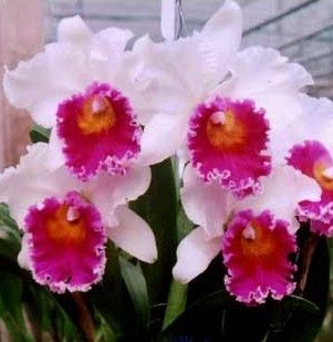 Cattleya Orchids Plants CMB1148