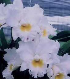 Cattleya Orchids Plants CMB1149