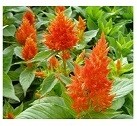 Celosia Orange Flowering Plants
