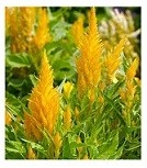Celosia Yellow Flowering Plants