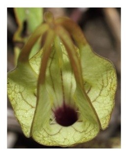 Ceropegia Juncea Succulent Plants 