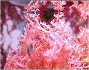 Cherry Tree Macroalgae