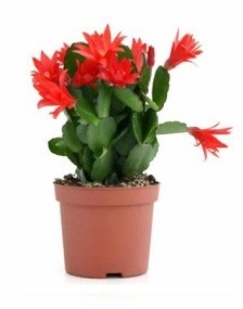 Christmas Cactus Succulent Plants