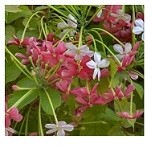 Combretum Indicum Flowering Plants