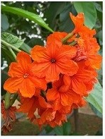 Cordia Sebestena Geiger Tree Flowering Plants