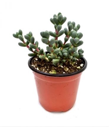 Corpuscularia Lehmannii Succulent Plants