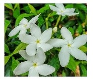 Tabernaemontana Divaricata Flowering Plants