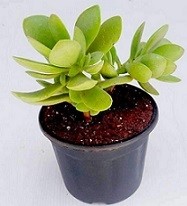 Crassula Cultrata Succulent Plants