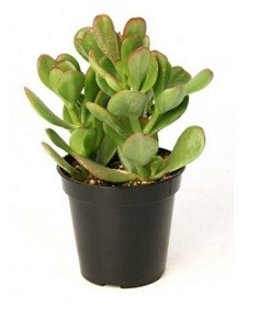 Crassula Ovata Succulent Plants