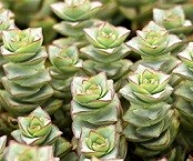 Crassula Perforata Succulent Plants