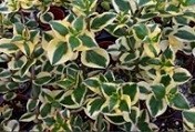 Crassula Sarmentosa Variegata Succulent Plants