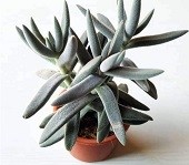 Crassula Surprise Party Succulent Plants