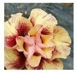 Crimson Ballerina Adeniums Obesum Plants