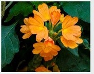 Crossandra Infundibuliformis Flowering Plants