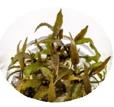 Cryptocoryne AXELRODI