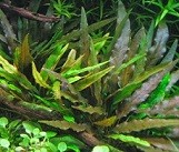 Cryptocoryne Bronze