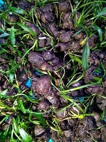 Cryptocoryne Green Germinated Bulbs