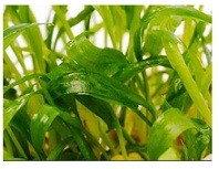 Cryptocoryne Lucens