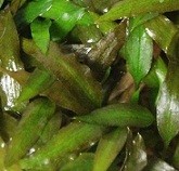 Cryptocoryne Mioya