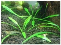 Cryptocoryne Parva